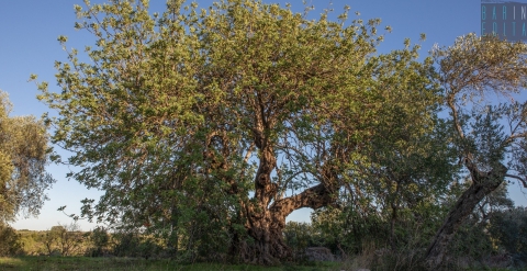 Modugno, il sentiero dei carrubi: per riscoprire gli antichi alberi del "cioccolato dei poveri"